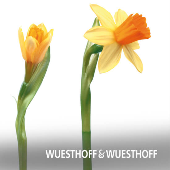 Wüsthoff und Wüsthoff